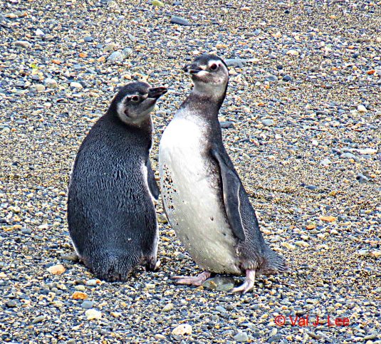 Penguins (Juvenile)