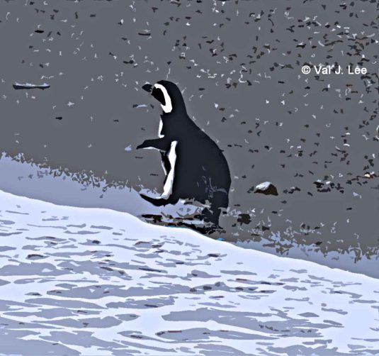 Magellanic Penguin © Val J. Lee  
