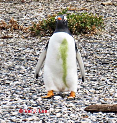 Gentoo Penguin © Val J. Lee